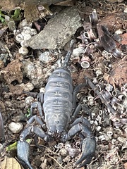 Opisthacanthus
