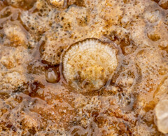 Heteranomia squamula