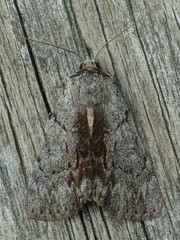 Catocala sordida