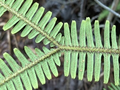 Sticherus owhyhensis