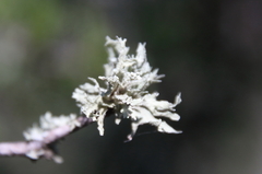 Ramalina complanata