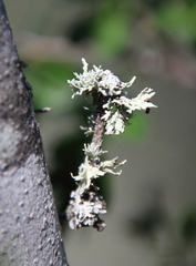Ramalina complanata