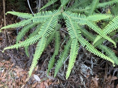 Sticherus owhyhensis