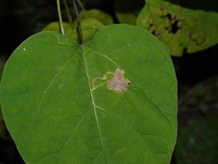 Amauromyza pleuralis