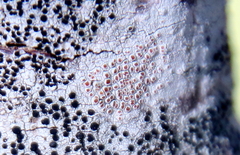 Haematomma persoonii