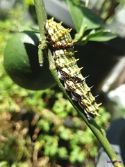 Papilio aegeus aegeus