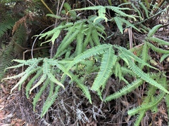 Sticherus owhyhensis