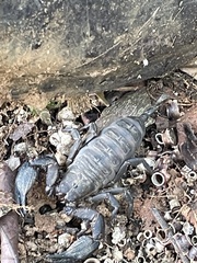 Opisthacanthus