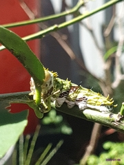 Papilio aegeus aegeus