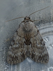 Catocala sordida