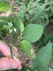 Henosepilachna vigintioctopunctata