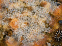 Cryptosula pallasiana