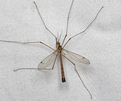 Nephrotoma cornicina