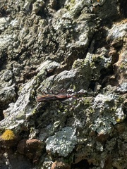 Brentidae