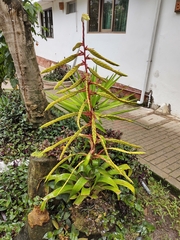 Tillandsia fendleri