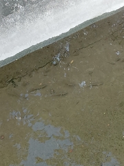 Oreochromis mossambicus