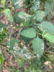 Henosepilachna vigintioctopunctata