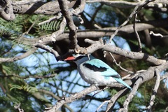Halcyon senegalensis