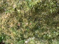 Eucladium verticillatum