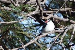 Halcyon senegalensis