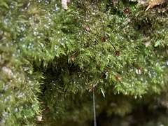 Eucladium verticillatum