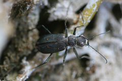 Cicindela haemorrhagica