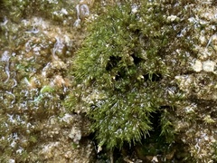 Eucladium verticillatum