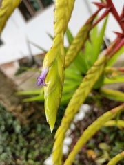 Tillandsia fendleri