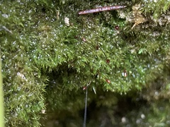 Eucladium verticillatum