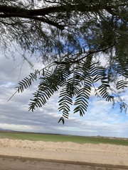 Prosopis chilensis