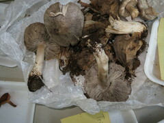Tricholoma pullum