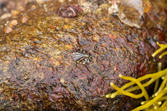 Testudinalia testudinalis