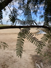 Prosopis chilensis