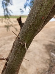 Prosopis chilensis