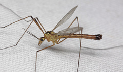 Nephrotoma cornicina