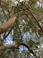 Prosopis chilensis