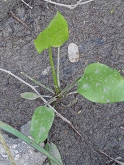 Echinodorus berteroi
