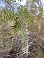 Prosopis chilensis
