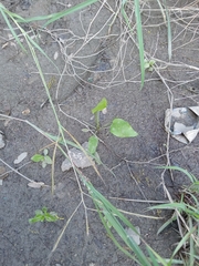 Echinodorus berteroi