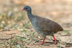 Crypturellus parvirostris