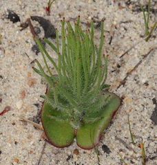 Leucadendron platyspermum