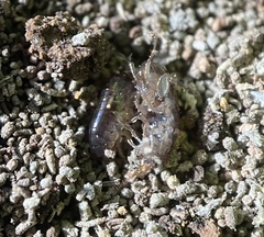 Talitroidea