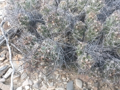 Coryphantha macromeris macromeris