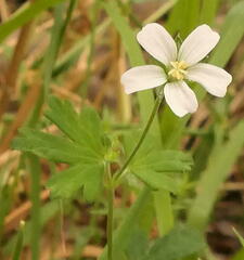 Geranium potentilloides