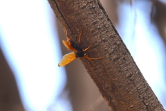 Cryptocheilus bicolor