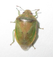 Piezodorus purus