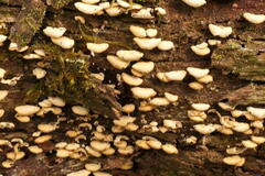 Panellus pusillus