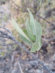 Kageneckia oblonga