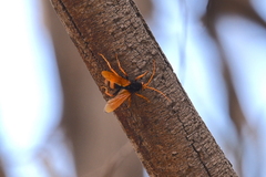 Cryptocheilus bicolor