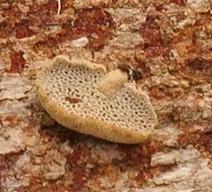 Panellus pusillus